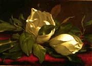 Martin Johnson Heade Magnolia hgh Spain oil painting reproduction